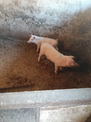 schimb o pereche de purcei