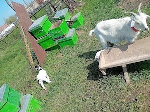 Vând capră cu 2 iezi 