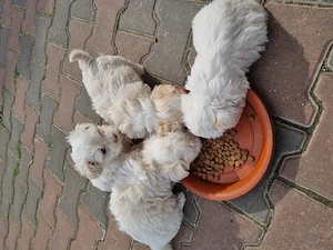 Bichon .... - imagine 3