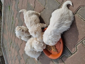 Bichon .... - imagine 2