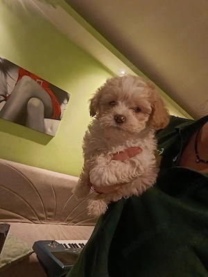 Puiuti Maltipoo superbi