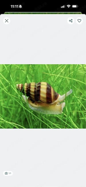 Melci Asasini Anentome Helena