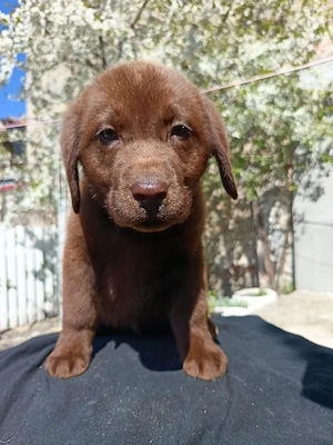 Labrador retriever pedigree