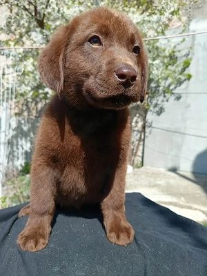 Labrador retriever pedigree - imagine 2