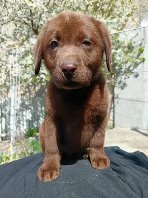 Labrador retriever pedigree - imagine 3