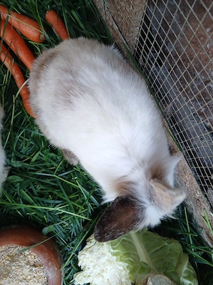 iepurasi cap de leu pitic - imagine 4