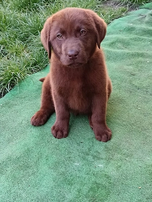 Labrador pedigree ciocolatiu - imagine 3