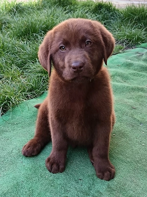 Labrador pedigree ciocolatiu