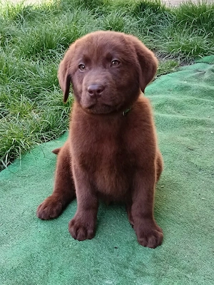 Labrador pedigree ciocolatiu - imagine 4