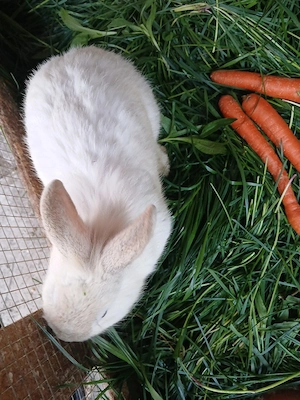 iepurasi cap de leu pitic - imagine 2