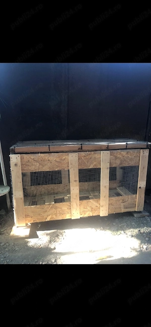 iepurasi cap de leu pitic - imagine 3