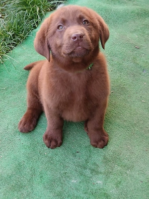 Labrador pedigree ciocolatiu - imagine 2