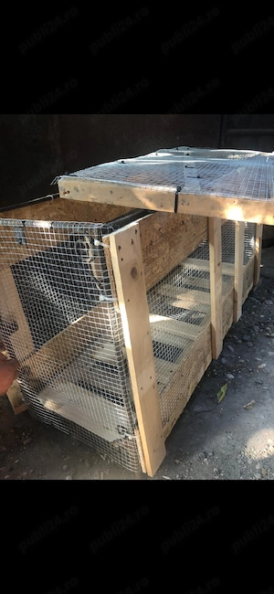 iepurasi cap de leu pitic - imagine 5