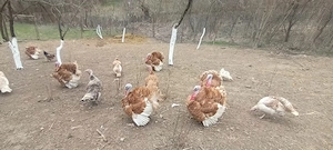 curcani de vanzare  - imagine 3