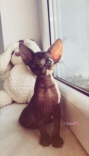 Puiuti pisică Sphynx - imagine 3