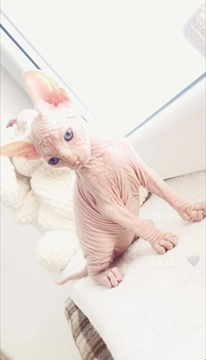 Puiuti pisică Sphynx - imagine 2