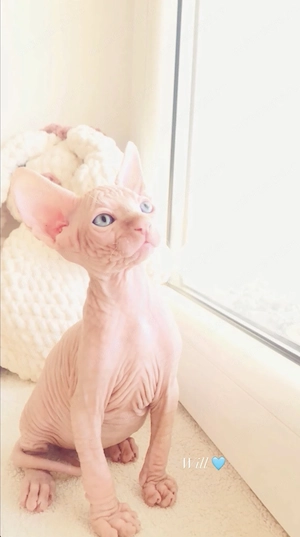 Puiuti pisică Sphynx - imagine 4