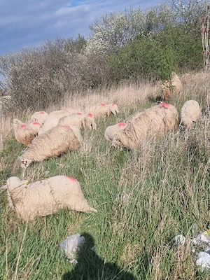 vand oi bune de tinut