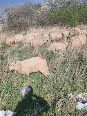 vand oi bune de tinut - imagine 2