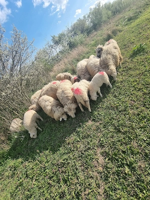 vand oi bune de tinut - imagine 3