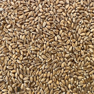 Vând grau si porumb 