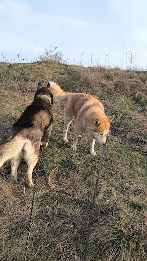 vând 9 câini rase exotice și rase pure 