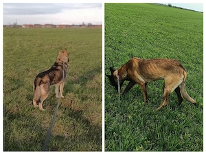 vând 9 câini rase exotice și rase pure  - imagine 3