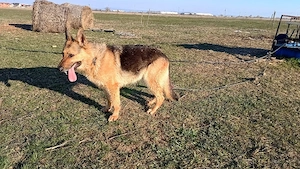 vând 9 câini rase exotice și rase pure  - imagine 4