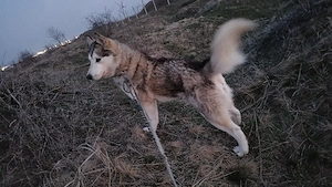 vând 9 câini rase exotice și rase pure  - imagine 2