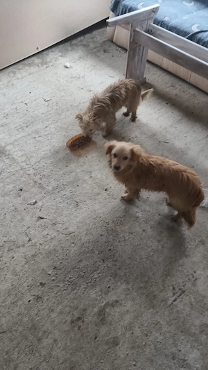 vând 9 câini rase exotice și rase pure  - imagine 5