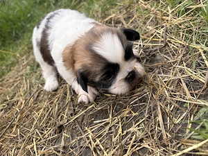 Acest pui de pechinez isi cauta o noua casa. - imagine 4