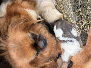 Acest pui de pechinez isi cauta o noua casa. - imagine 2