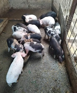 Vand purcei de prasila