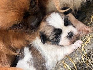 Acest pui de pechinez isi cauta o noua casa.