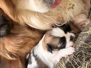 Acest pui de pechinez isi cauta o noua casa. - imagine 3