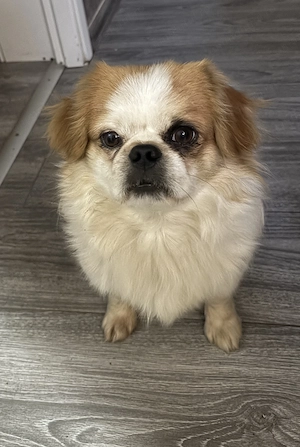 Acest pui de pechinez isi cauta o noua casa. - imagine 5