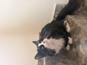 Acest motan isi cauta un nou stapan - imagine 4