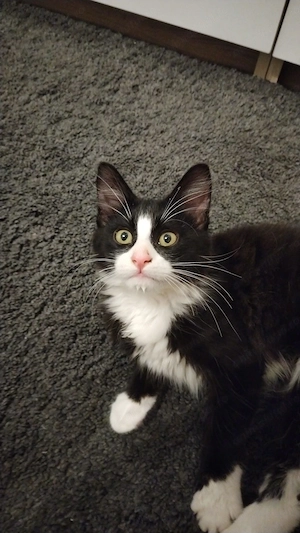 Acest motan isi cauta un nou stapan - imagine 5