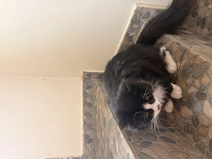 Acest motan isi cauta un nou stapan - imagine 3