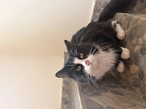 Acest motan isi cauta un nou stapan - imagine 2