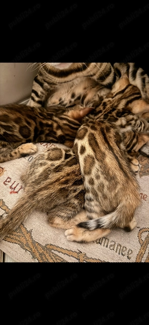 Bengal Cat - imagine 5