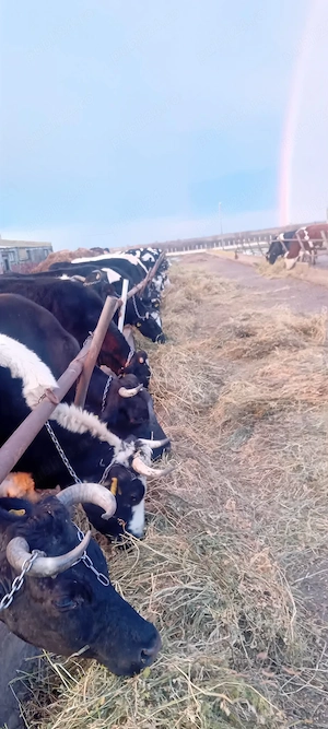 Lapte de vacă - imagine 3