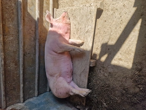 Scrofita de vanzare 90 100 de kg