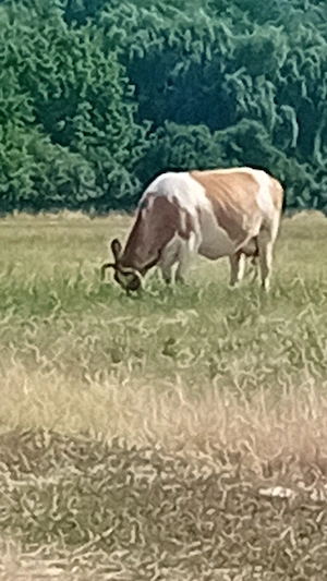 Lapte de vacă - imagine 2