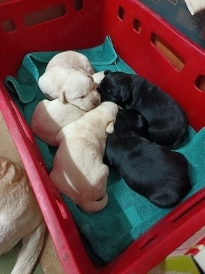 De vanzare Labrador pui - imagine 2