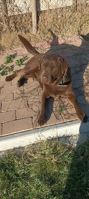 De vanzare Labrador pui - imagine 4