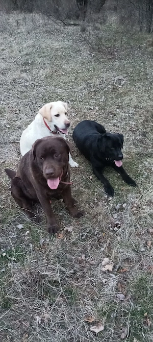 De vanzare Labrador pui - imagine 5