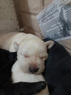 De vanzare Labrador pui - imagine 3