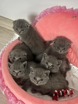 Pisicute si motanei Scottish si British