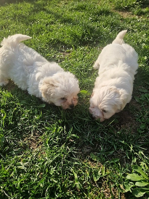 Vând Bichon Maltese! - imagine 3